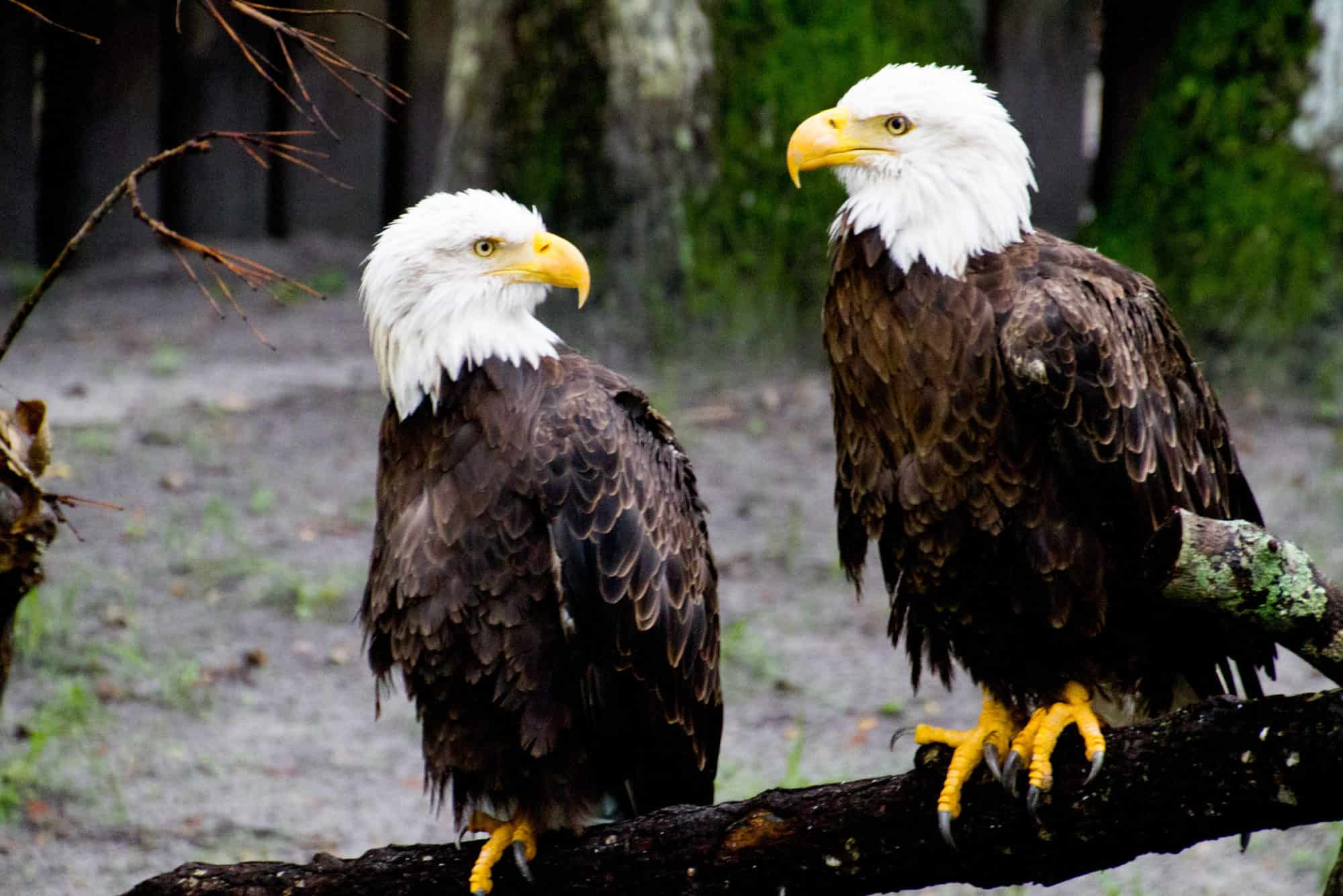 USA - Florida Bucket List - American Eagles Bird Sanctuary