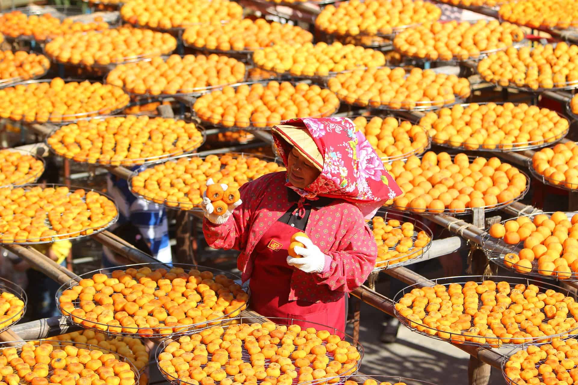 Vietnam - Hanoi - Persimmon Harvest