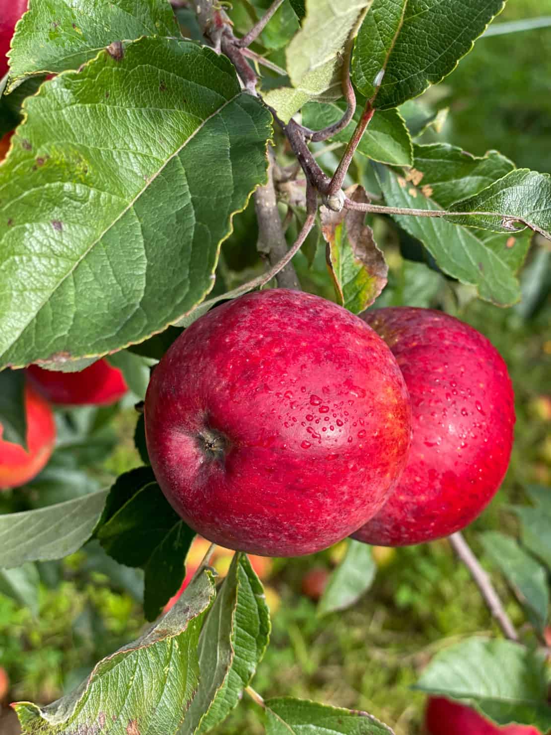 UK - Somerset - Cider apples