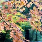 Where to find autumn leaves in London