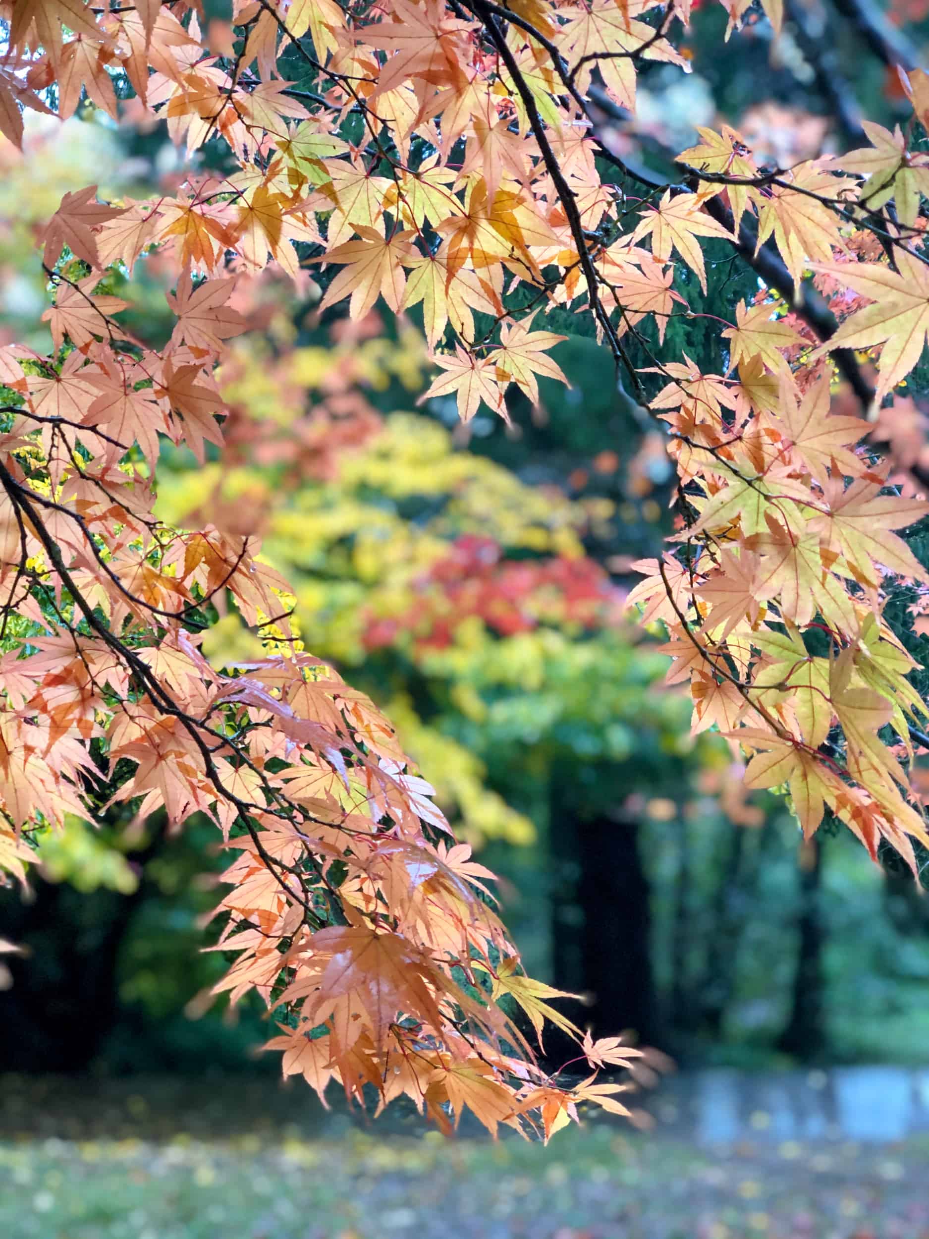 Where to find autumn leaves in London