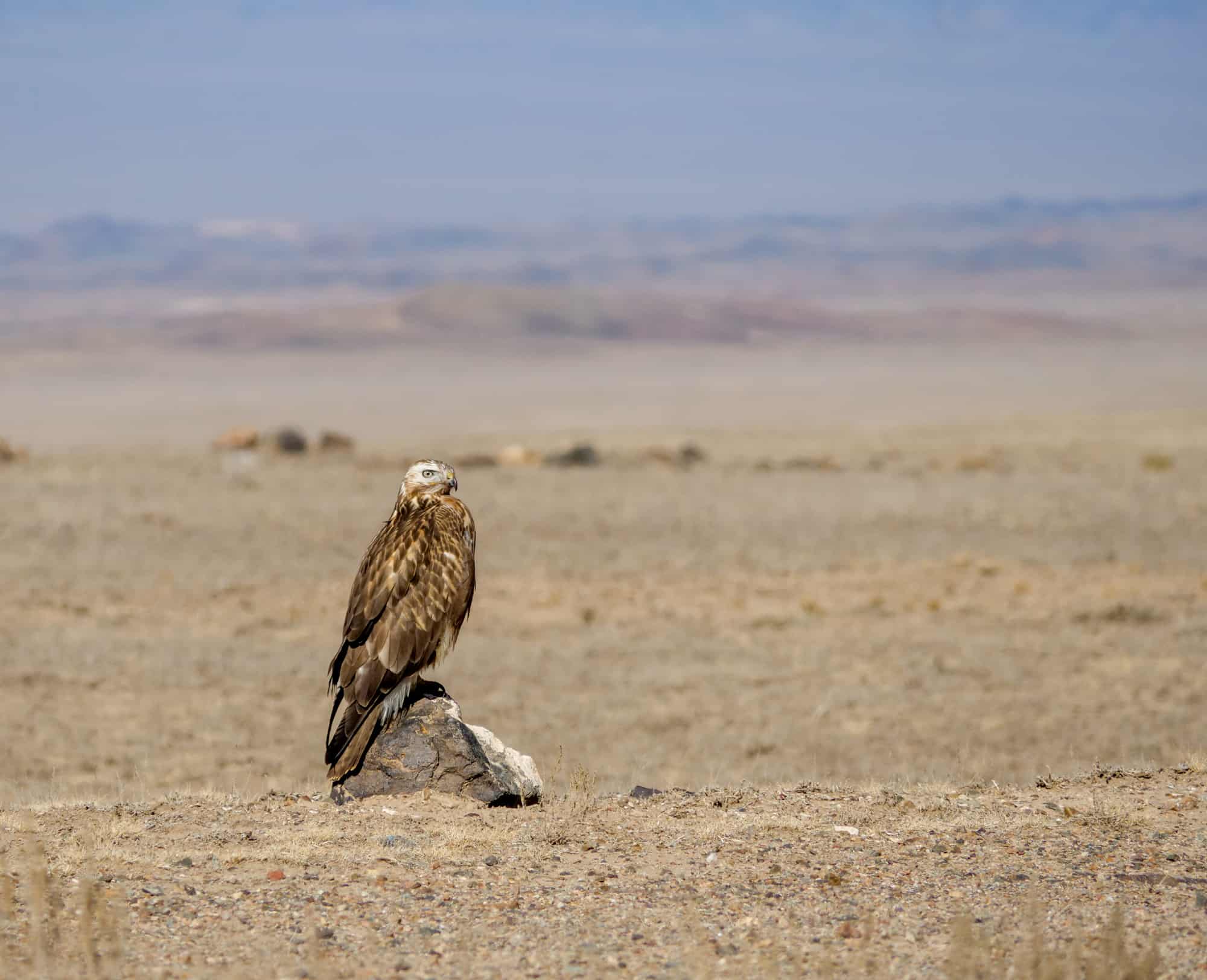 Kazakhstan - bird of prey