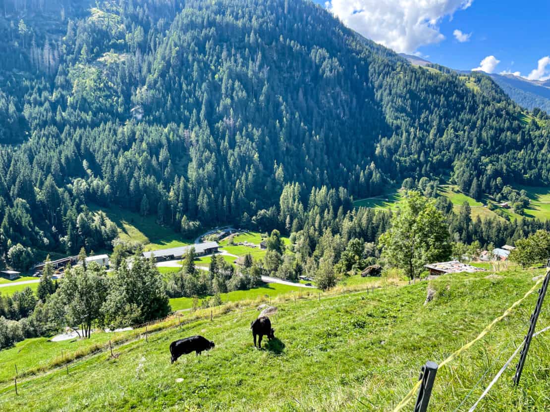 E-biking in Switzerland - view of cows and forests