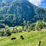 E-biking in Switzerland - view of cows and forests