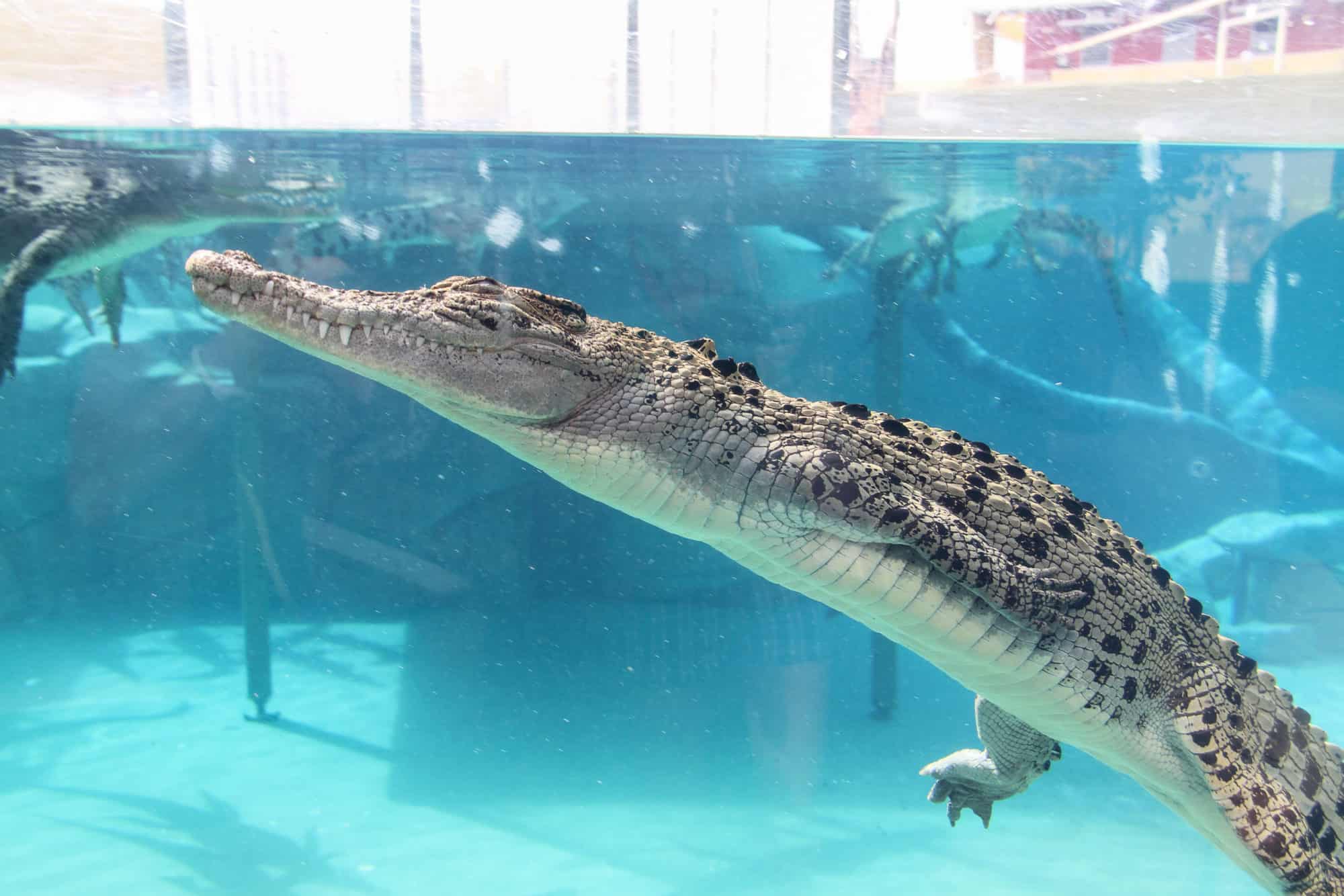 Australia - Northern Territory - Sleeping crocodile in Crocosaurus Cove in the aquarium tank
