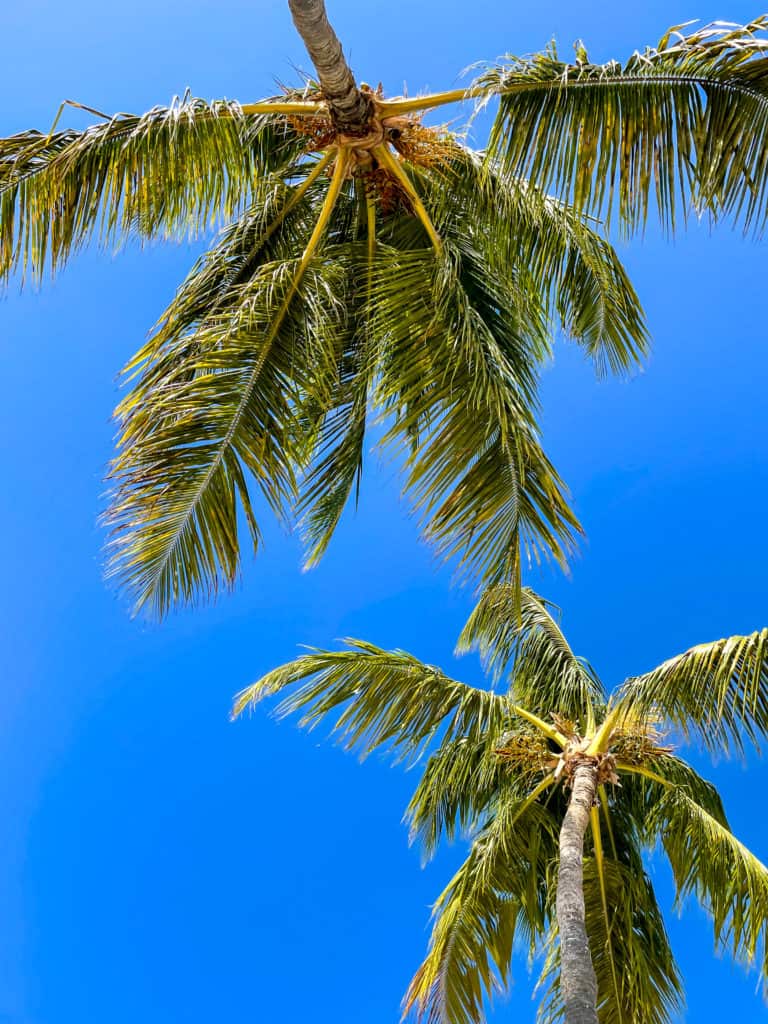 Dominican Republic - Hyatt Ziva Cap Cana Palm trees