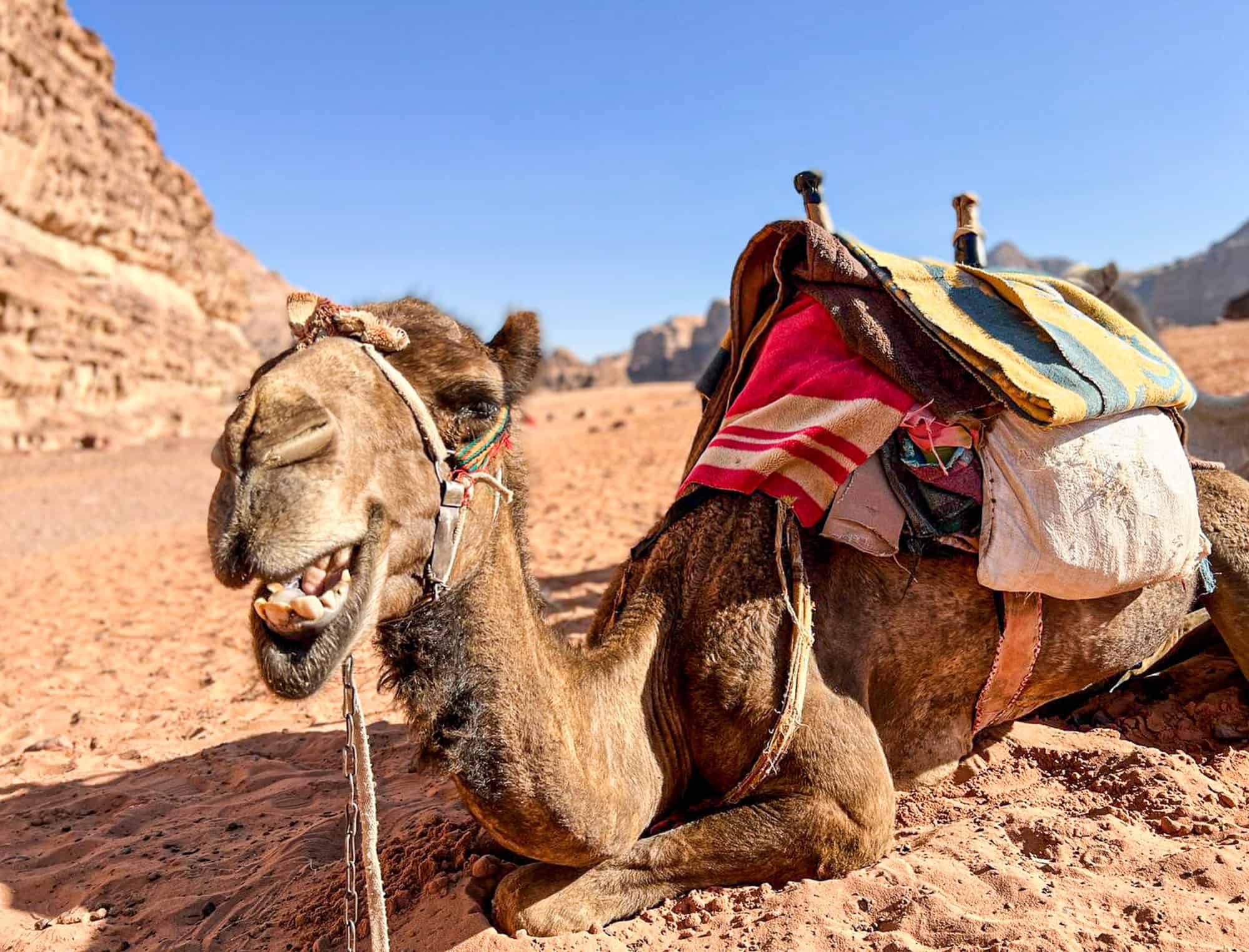 Jordan - Wadi Rum - Camel