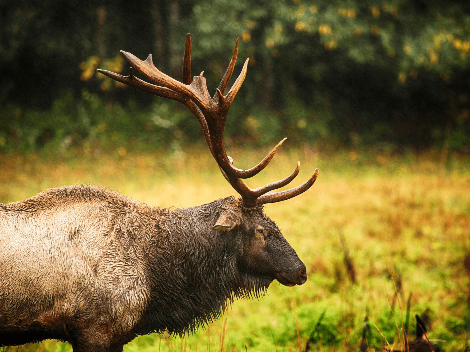 Smoky Mountains Elk