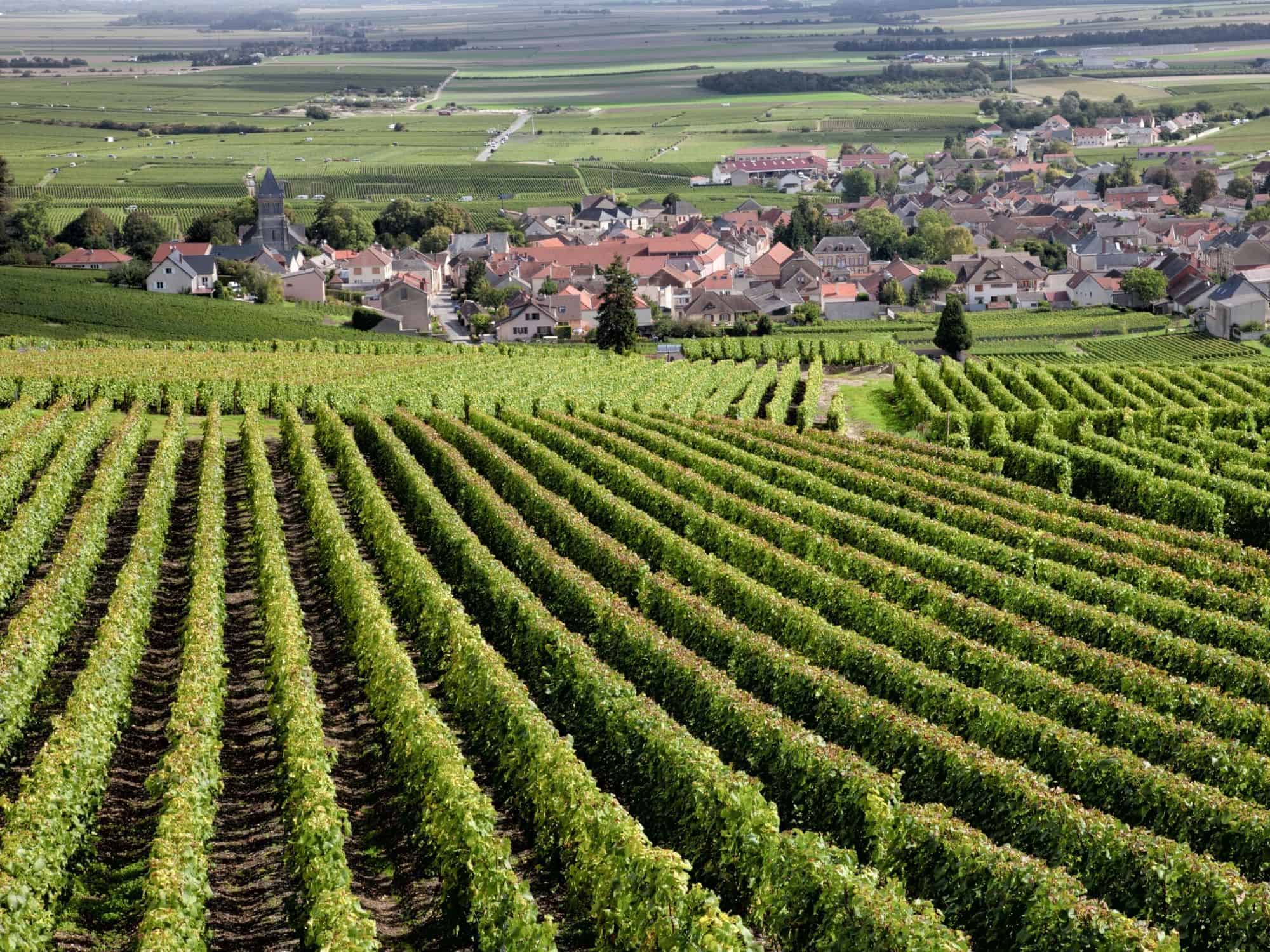 France - Burgundy - vineyards you can visit as part of a sailing trip