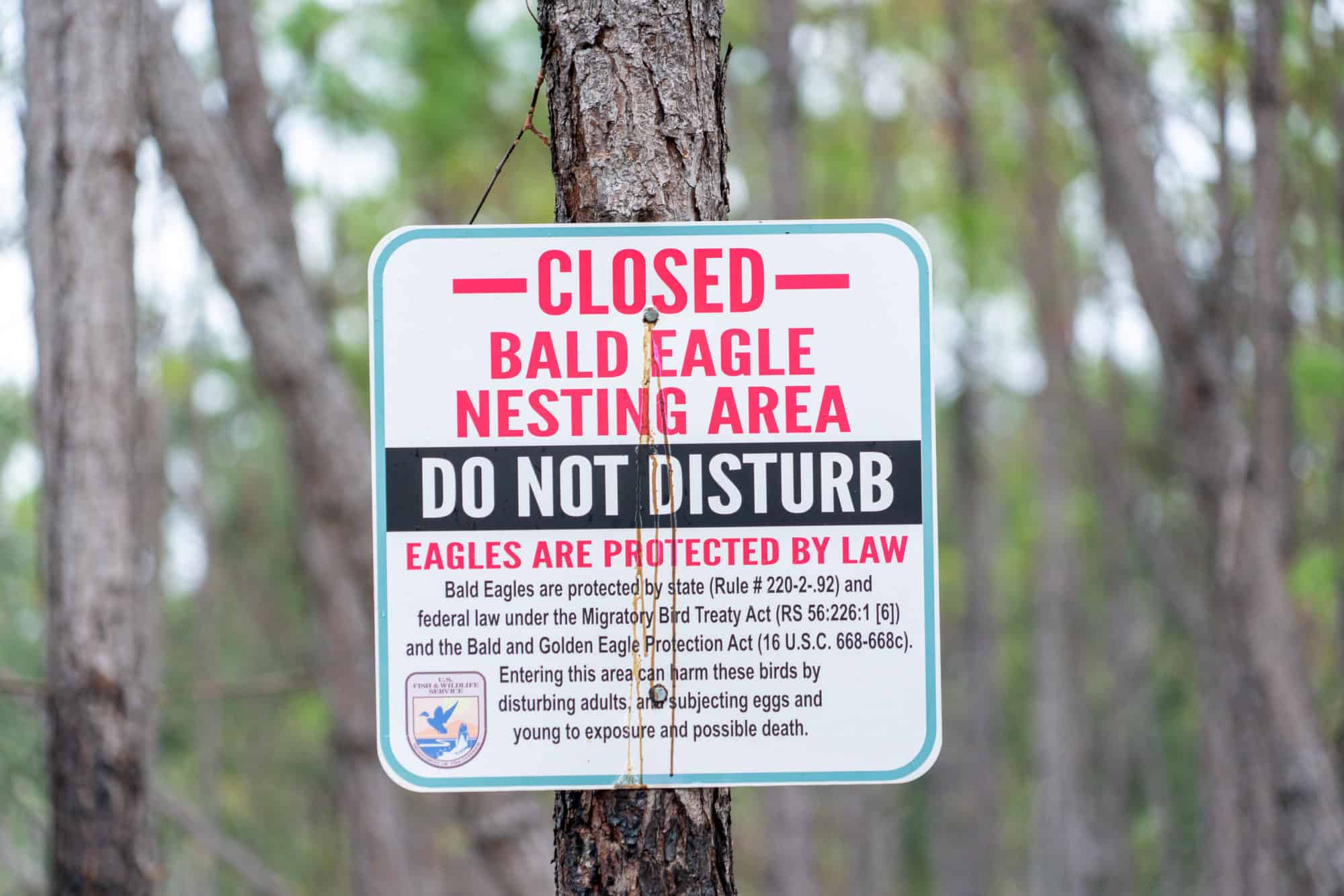 USA - Alabama - Gulf State Park - Bald Eagle Nesting Area