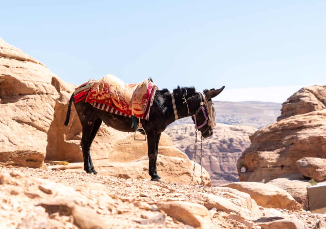Jordan - Petra Facts - Donkey on the rocks