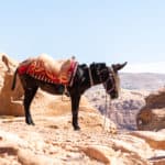 Jordan - Petra Facts - Donkey on the rocks