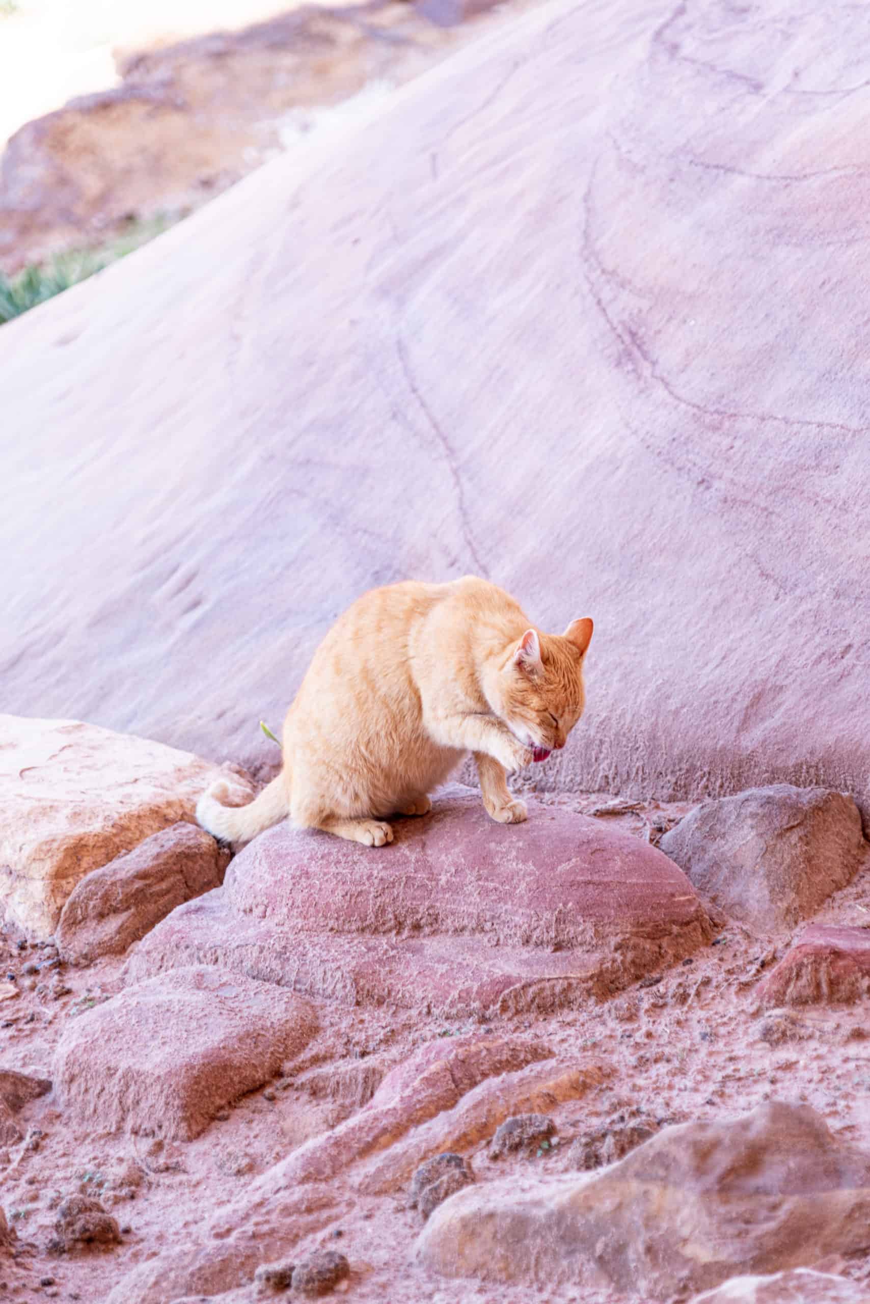 Jordan - Petra facts - cat washing paw