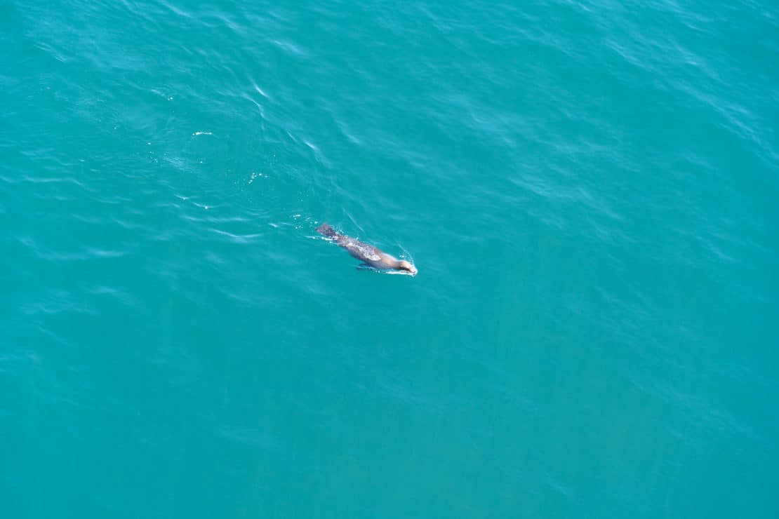 Discovery Princess Review - seals spotted swimming in the water in Mexico