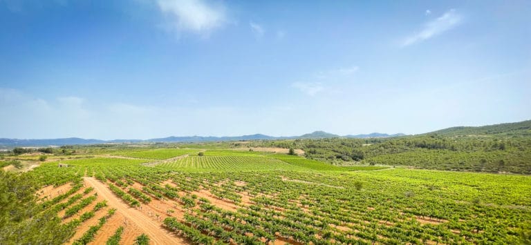 Spain - vineyard view
