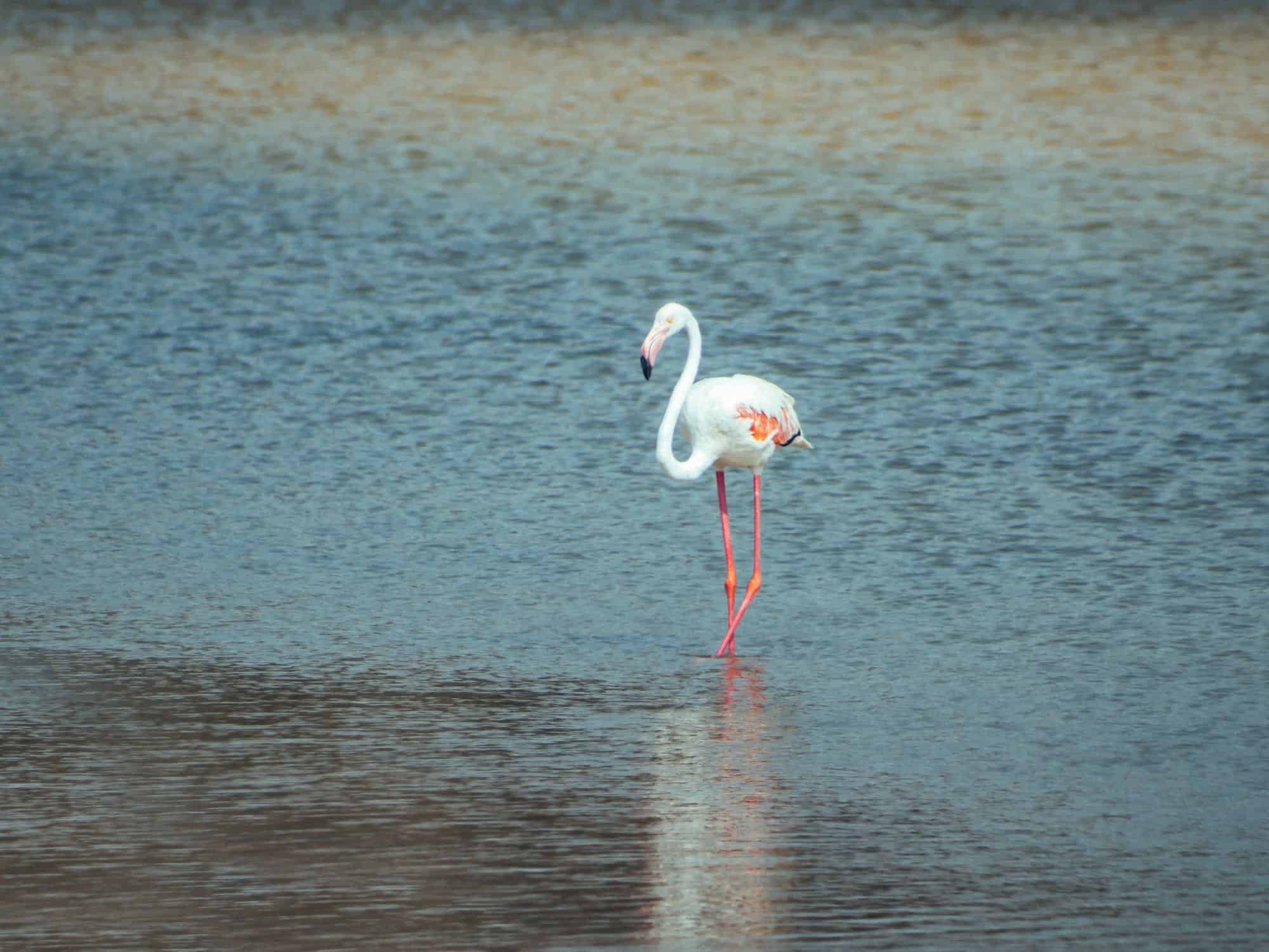 Best hidden gems in Dubai - flamingo in water