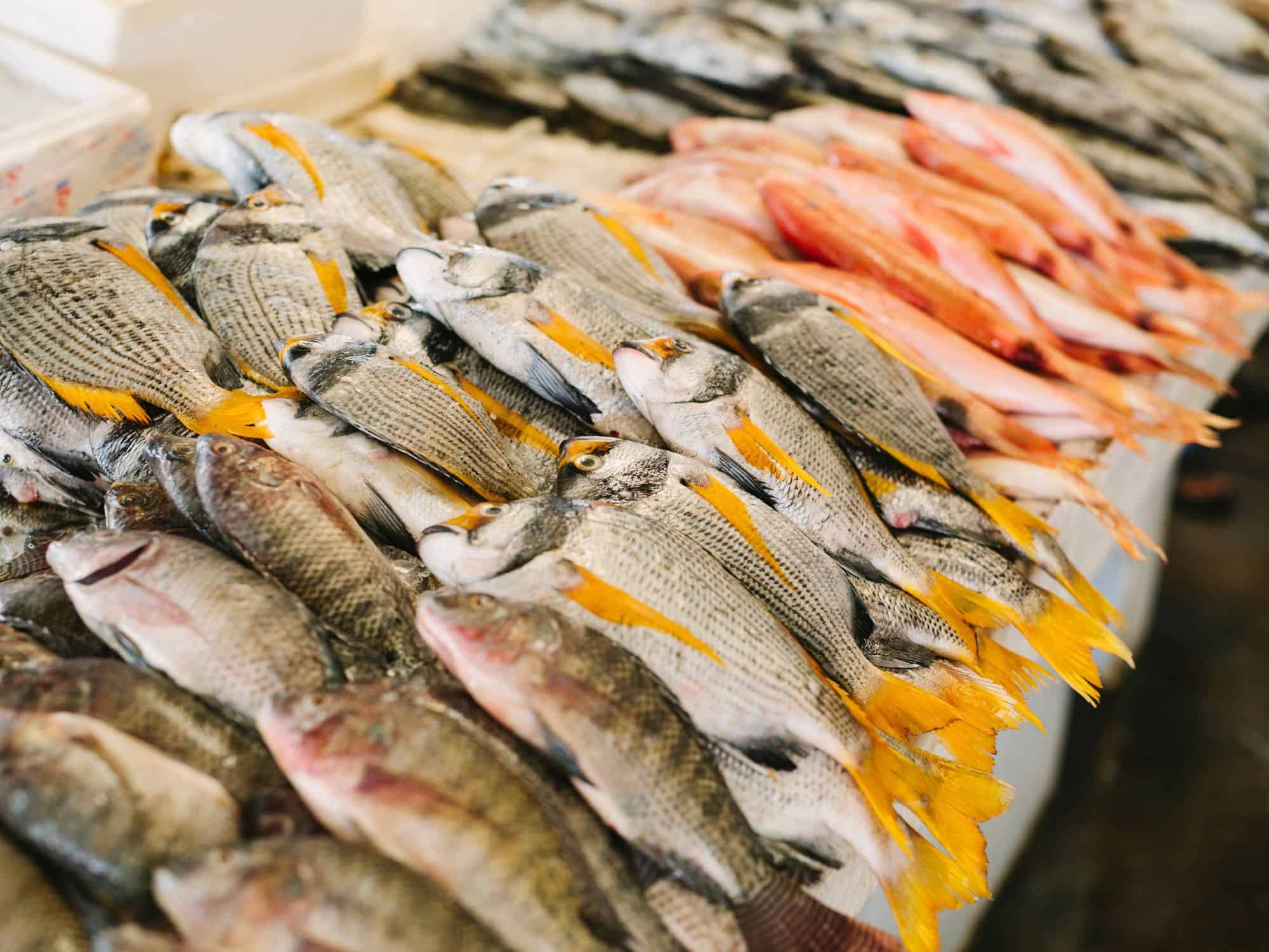 Best hidden gems in Dubai - the Fish Market fish counter