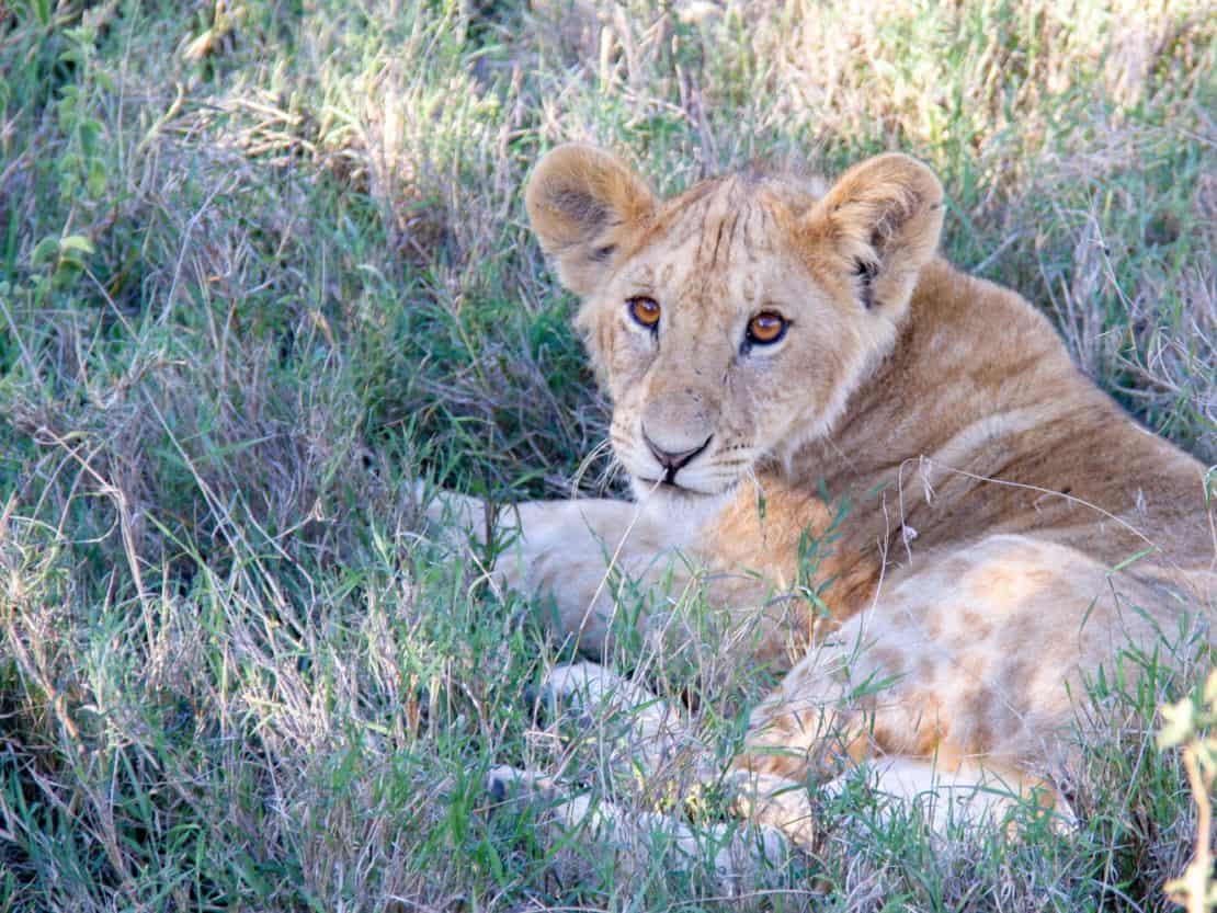 Best safari and beach holidays cover image - lion on safari in Kenya