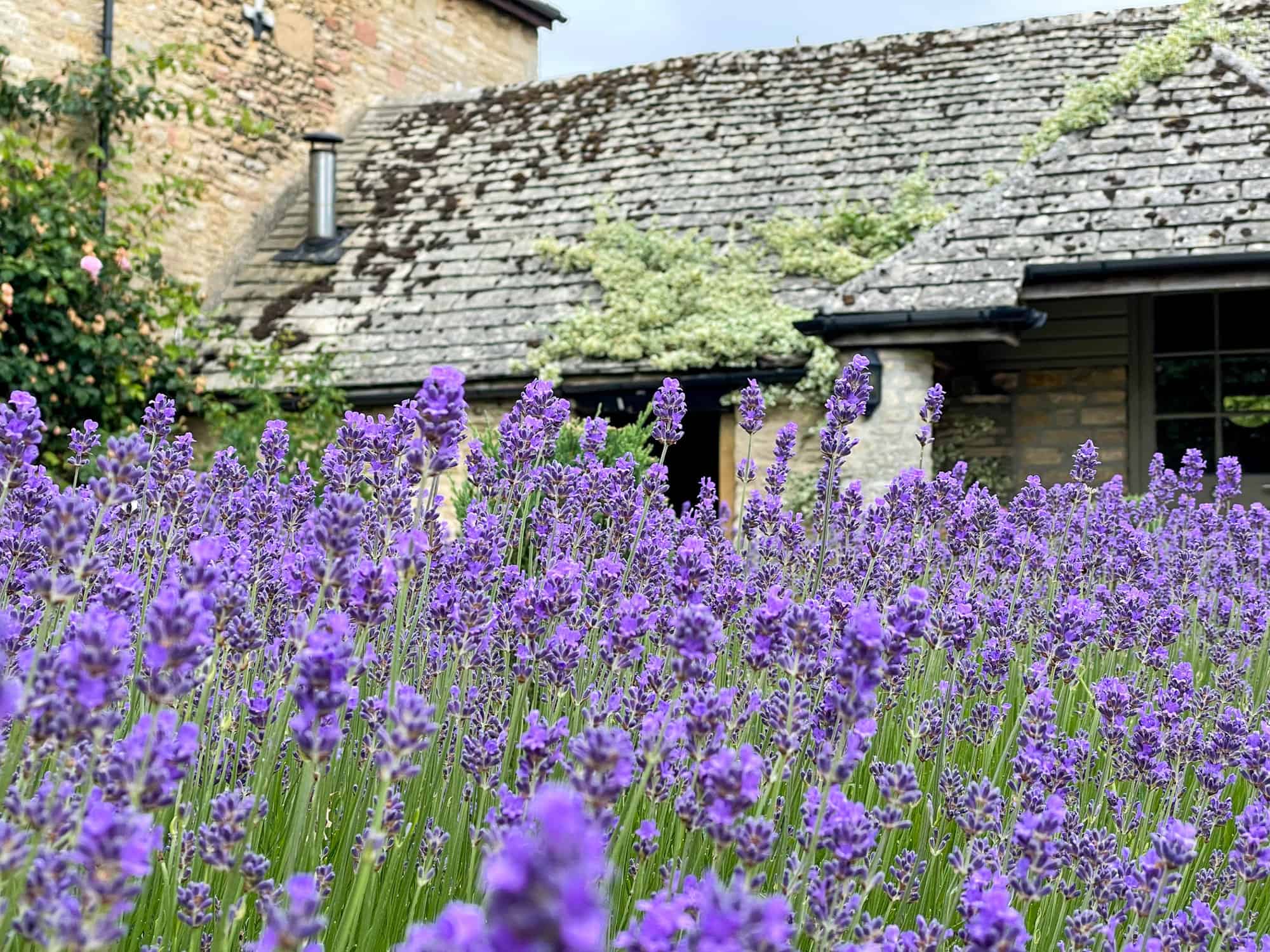 England - Tetbury - Calcot Manor Spa Lavender fields