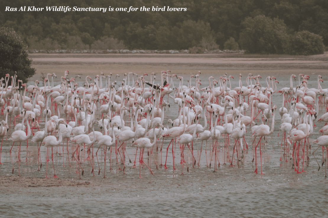 Flamingoes in Ras Al Khor Wildlife Sanctuary - best hidden gems in the U.A.E