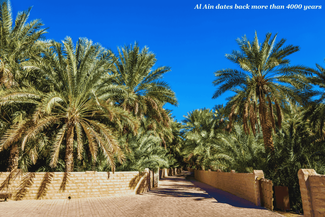 Trees in Al Ain Oasis - best hidden gems in the U.A.E