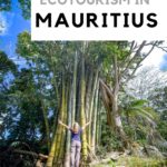 Ecotourism in Mauritius cover image - woman hugging tree