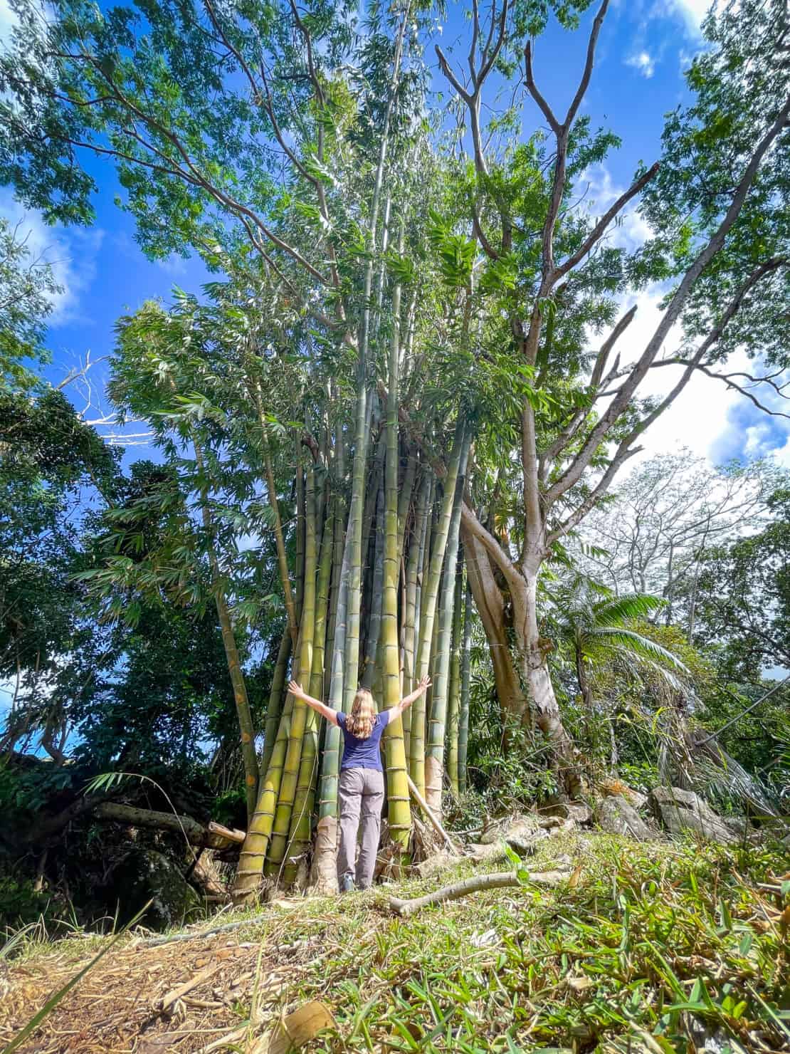 Abigail King reaching up to bamboo in Mauritius