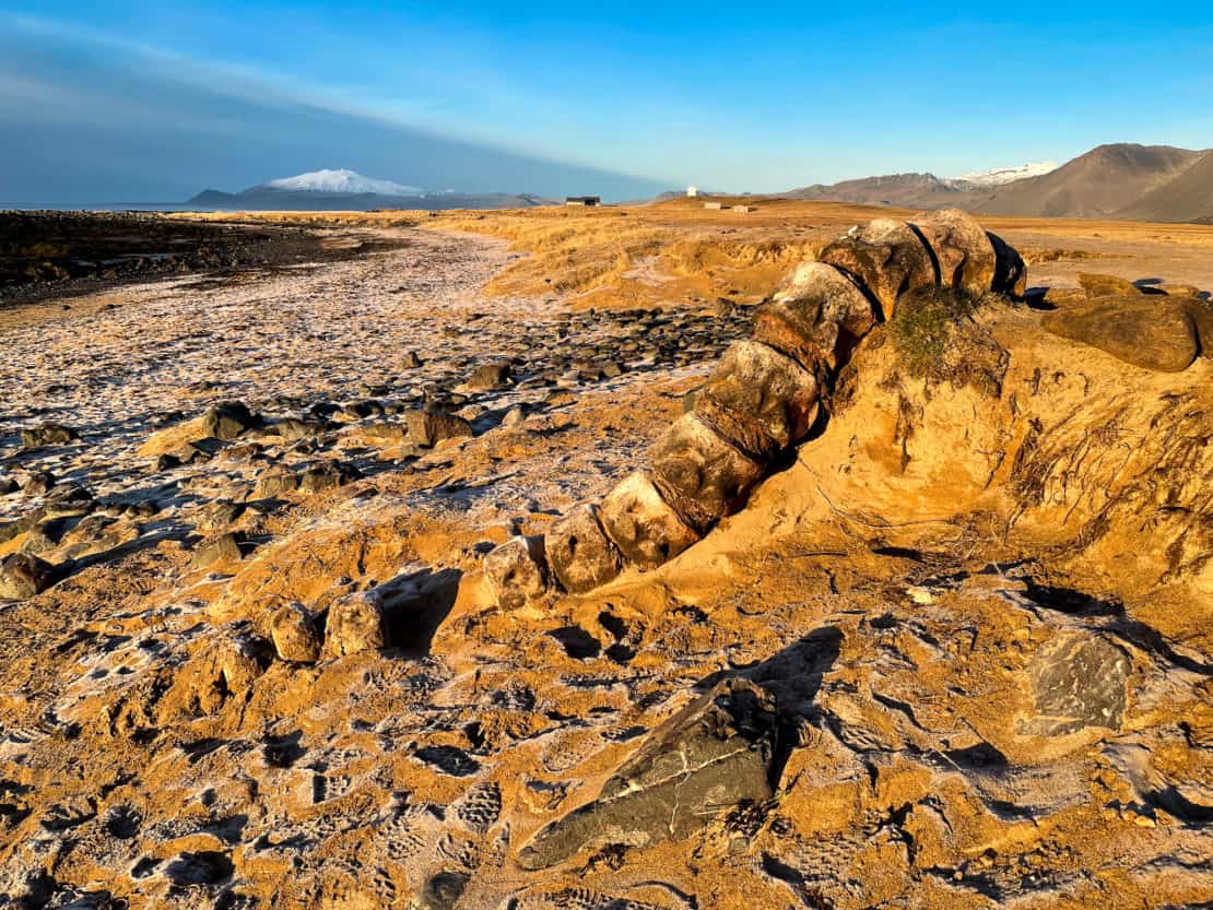 Whale skeleton draped on the shore of Ytri Tunga beach in the Snaefellsnes Peninsula in Iceland