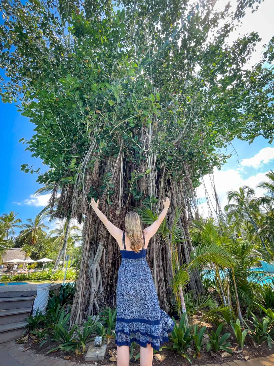 Abigail King hugs a tree in Mauritius