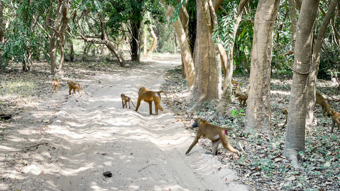Baboons crossing the road during a drive through Matsuku Forest in The Gambia