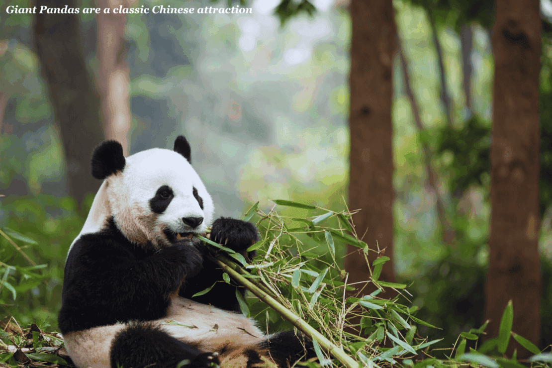 Giant Panda eating bamboo in the forest - China Bucket List