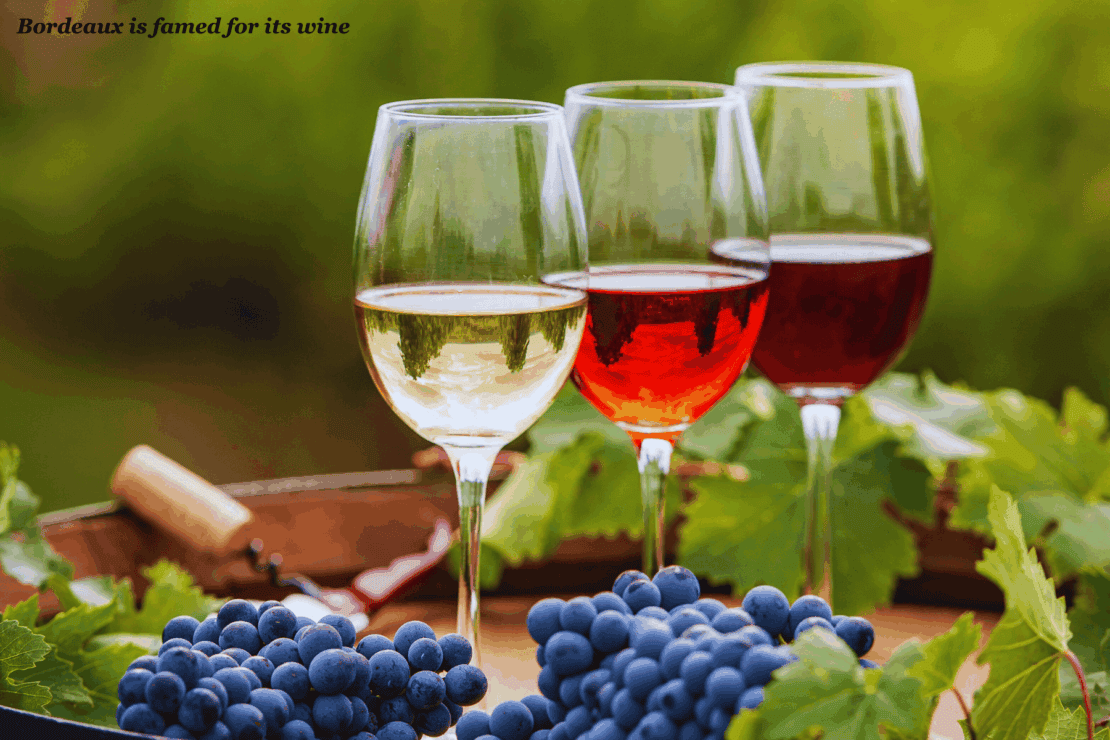 Wine and grapes - Bordeaux itinerary