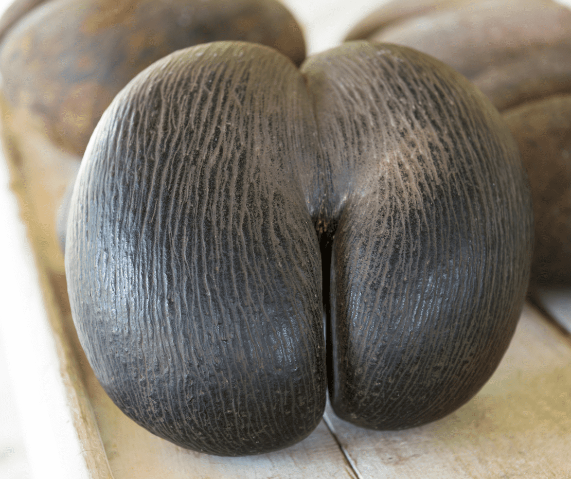 Close up of the Coco de Mer in the Seychelles Africa
