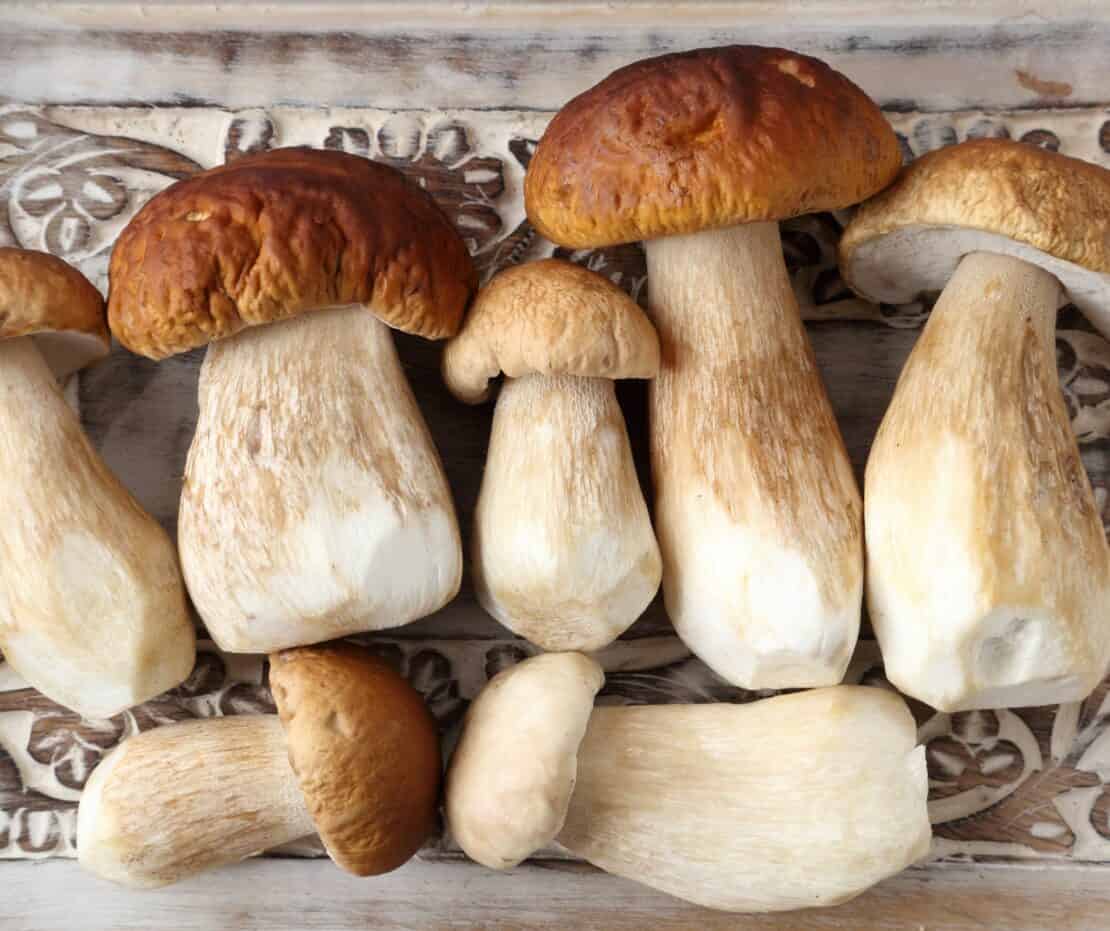 A line of Porcini mushrooms to bring back from Italy