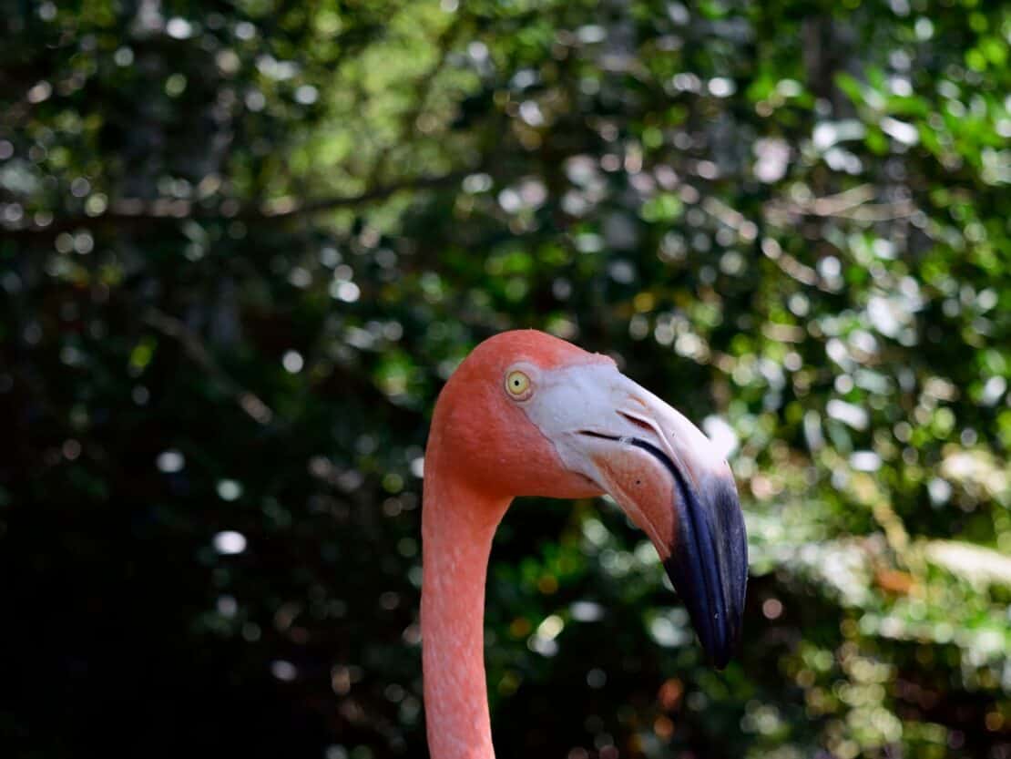 Close up of a pink flamingo at the Sarasota Jungle Gardens in Florida