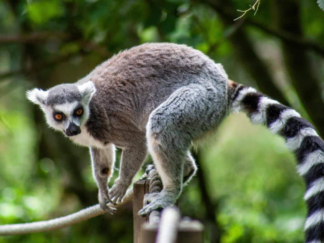 Lemur at the Big Cat Habitat and Gulf Coast Sanctuary in Sarasota Florida