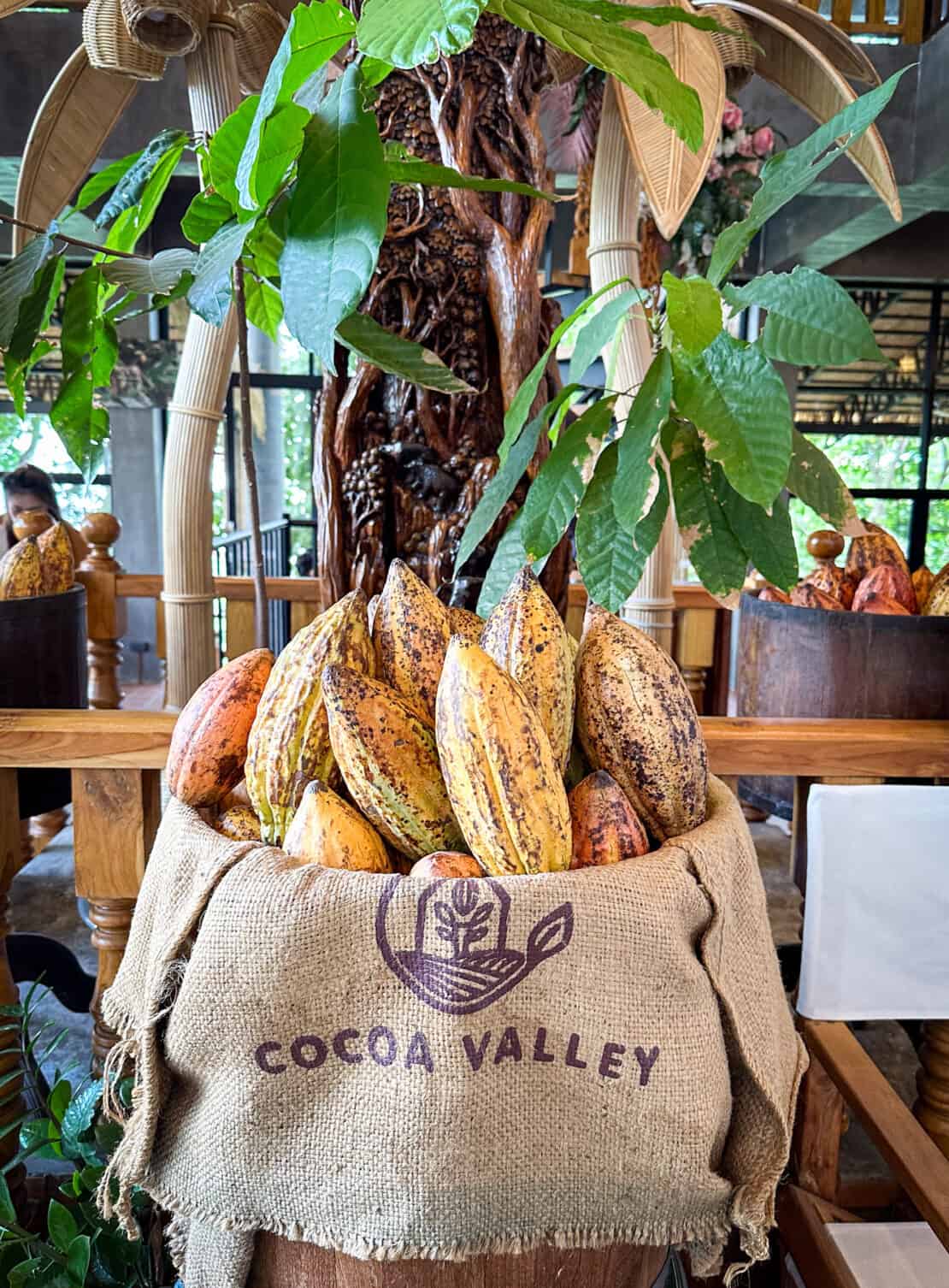 Cocoa Valley sack bag of cocoa plants in Nan Thailand