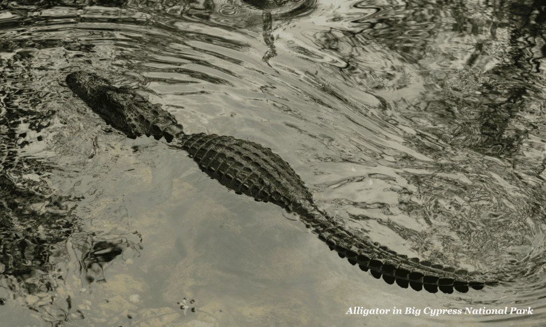 Alligator in Big Cypress National Park Florida 