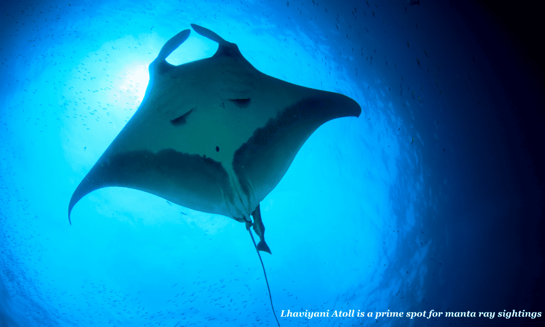 A huge manta ray swims through the ocean in the Maldives 