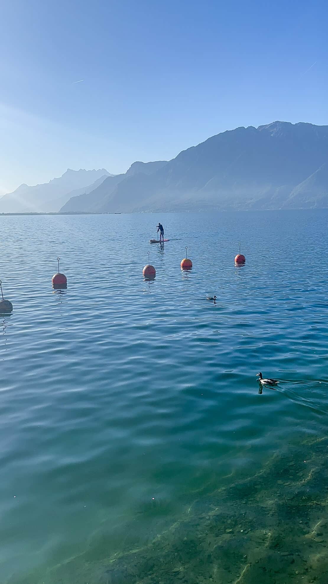 Paddleboard and duck on Lake Geneva Switzerland