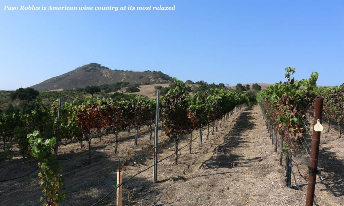 Vineyard in Paso Robles, California 