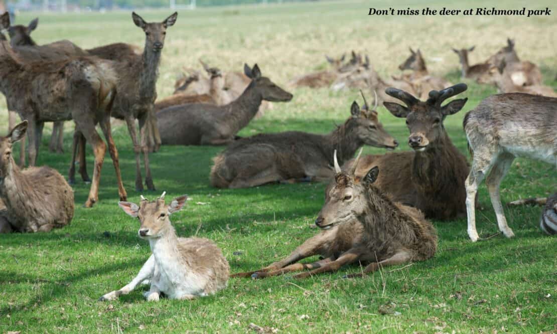 Deer laze on the grass at Richmond Park in London 