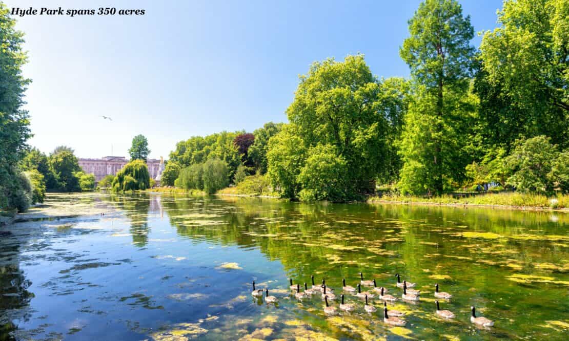 Ducks on a lake in Hyde Park, London 