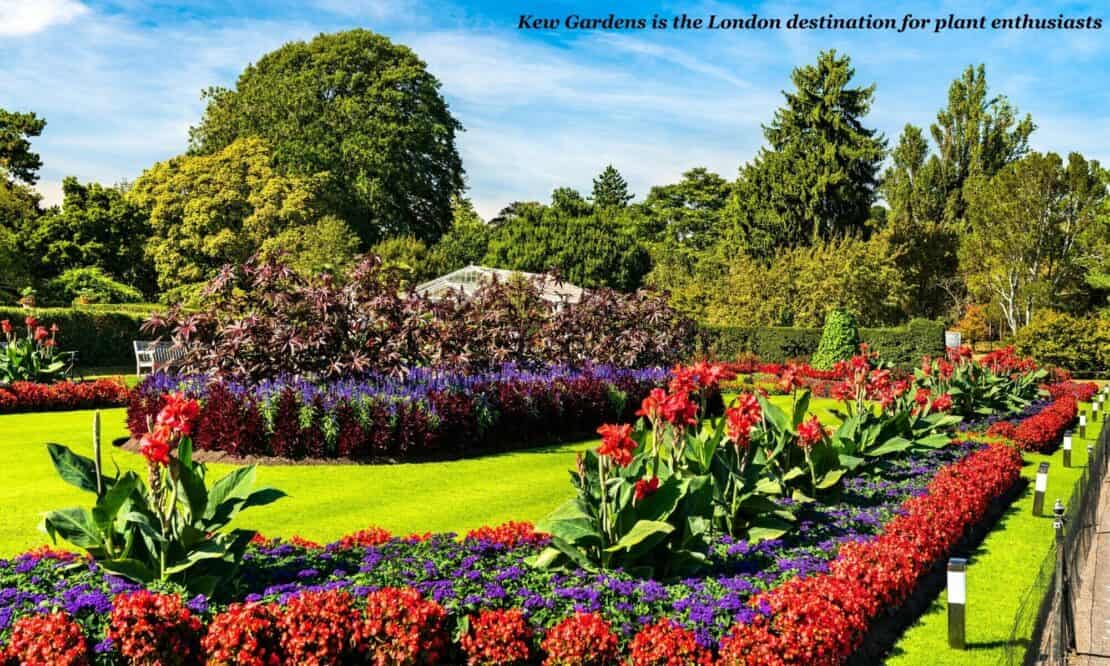 Flowers and greenery at Kew Gardens in London 