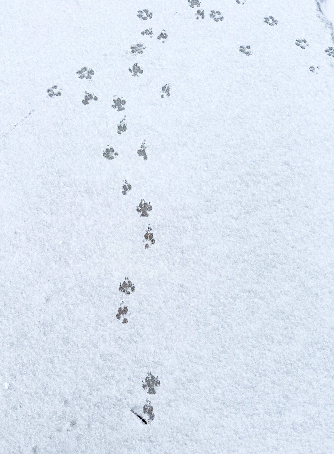Animals tracks in the snow at Lahemaa National Park, Estonia 