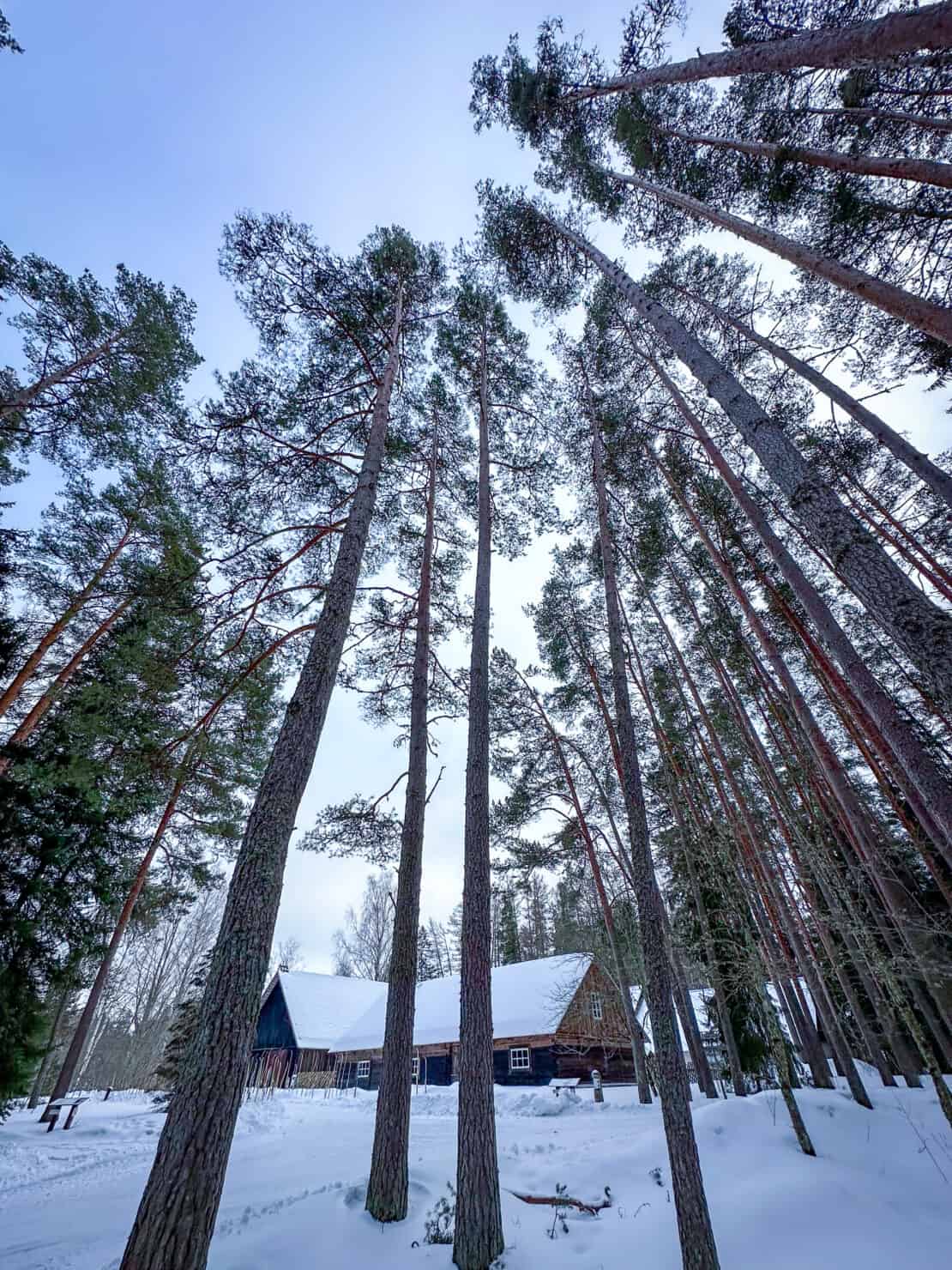 Глядя на деревья в национальном парке Лахемаа, Эстония. 