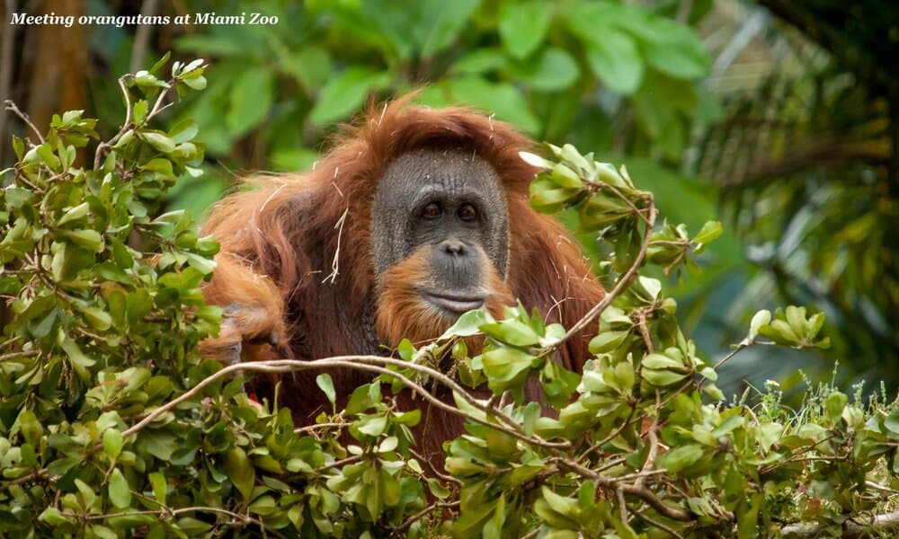 Orangutan in Miami Zoo, USA 