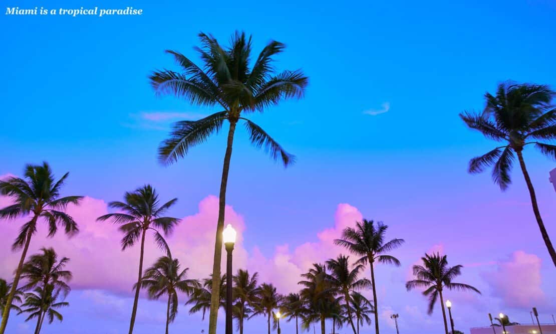 Palm trees at sunset, what is Miami famous for? 
