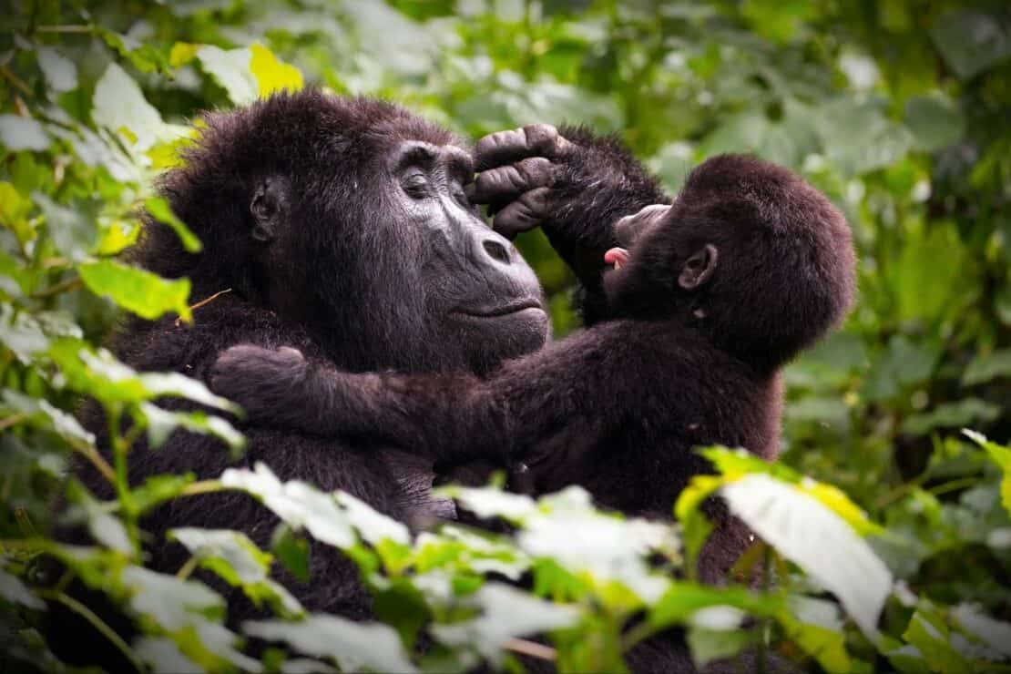 Rwanda or Uganda for Gorilla Trekking?