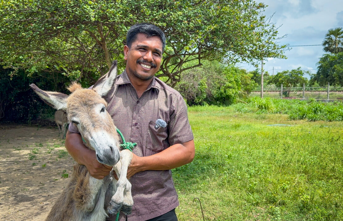 Man holds the head of a donkey at the Mannar Donkey Sanctuary in Jaffna, Sri Lanka - things to do in Jaffna